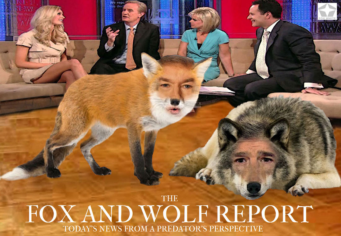THE FOX AND WOLF REPORT