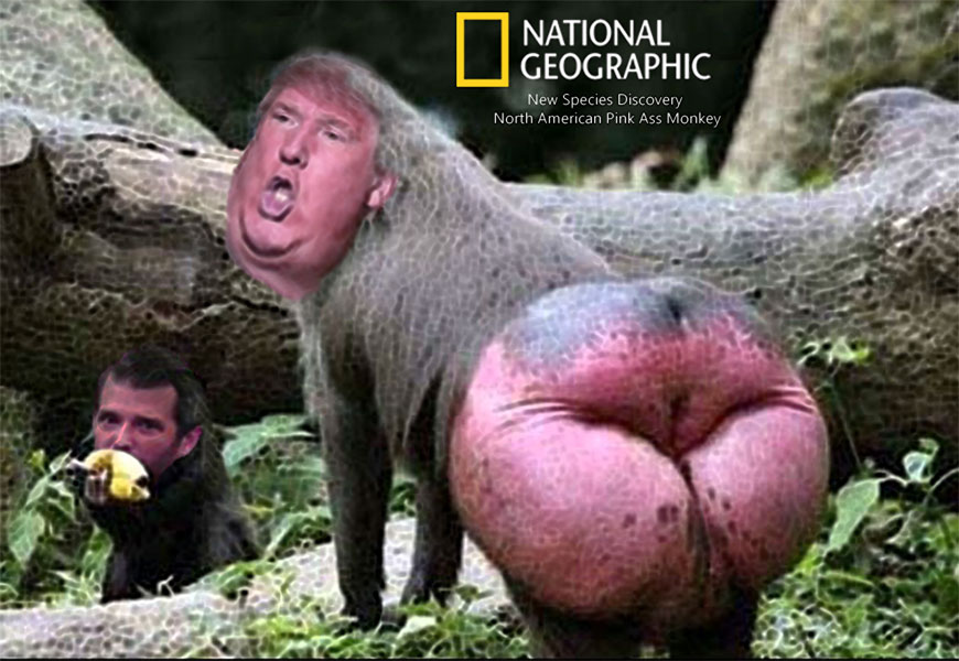 NATGEO - NEW SPECIES PINK ASS MONKEY DISCOVERED